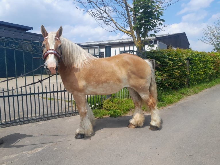Other Warmbloods Mare 13 years 16 hh in Nettersheim