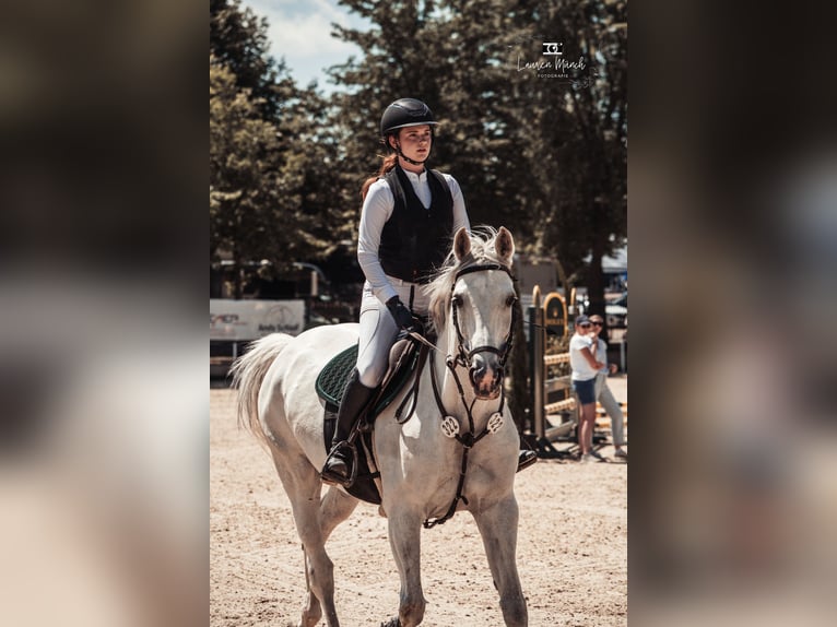 Other Warmbloods Mare 13 years 16 hh in Leingarten