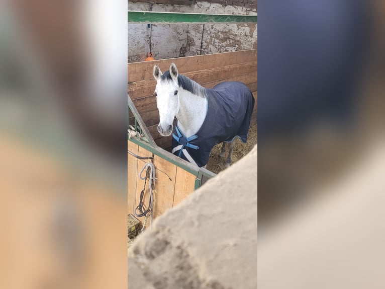 Other Warmbloods Mare 13 years 16,3 hh Grey-Dapple in Korschenbroich