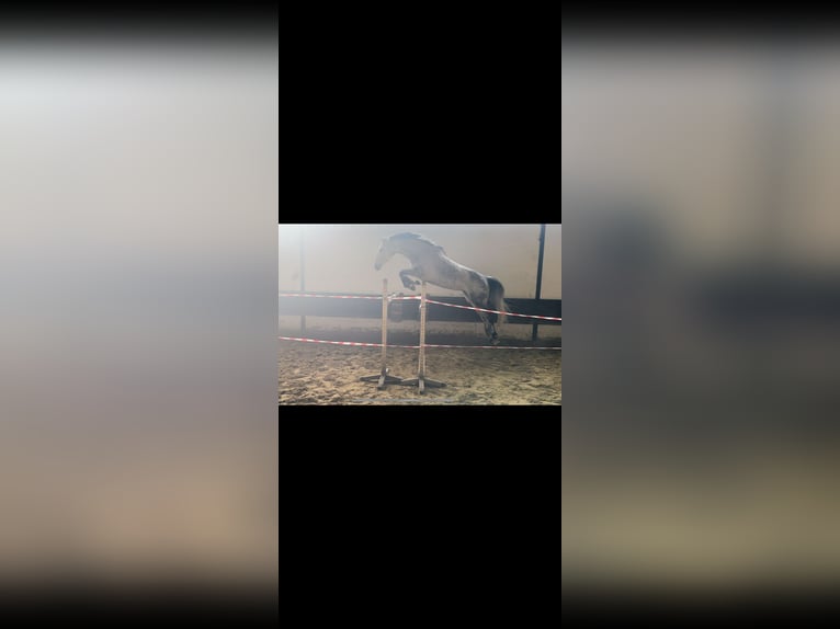 Other Warmbloods Mare 13 years 16,3 hh Grey-Dapple in Korschenbroich