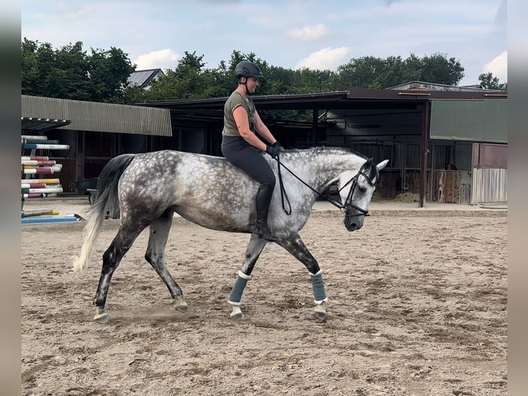 Other Warmbloods Mare 13 years 16,3 hh Grey-Dapple in Korschenbroich