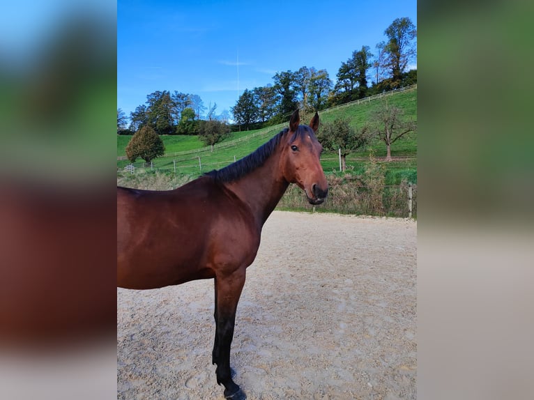 Other Warmbloods Mare 13 years 17 hh Brown in Wolhusen
