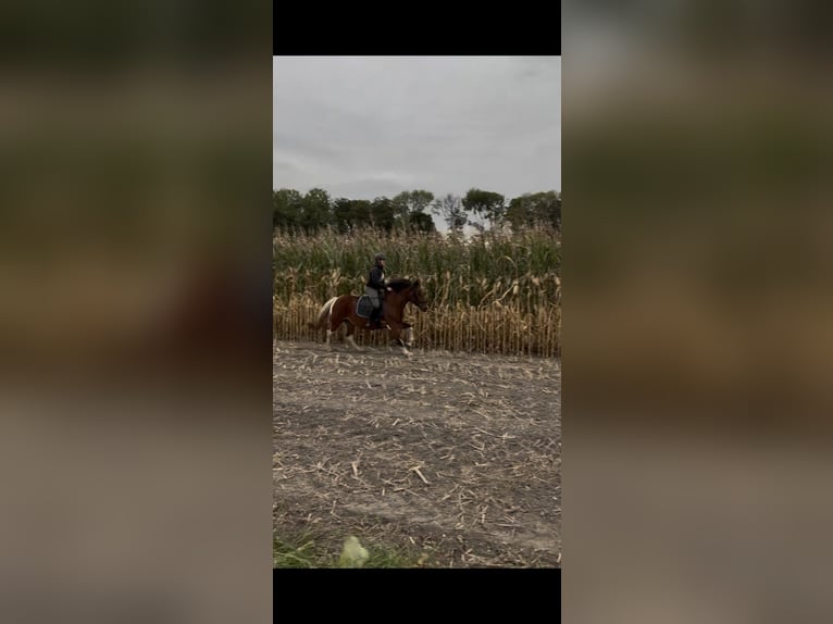 Other Warmbloods Mare 14 years 15.1 hh Pinto in Ahaus