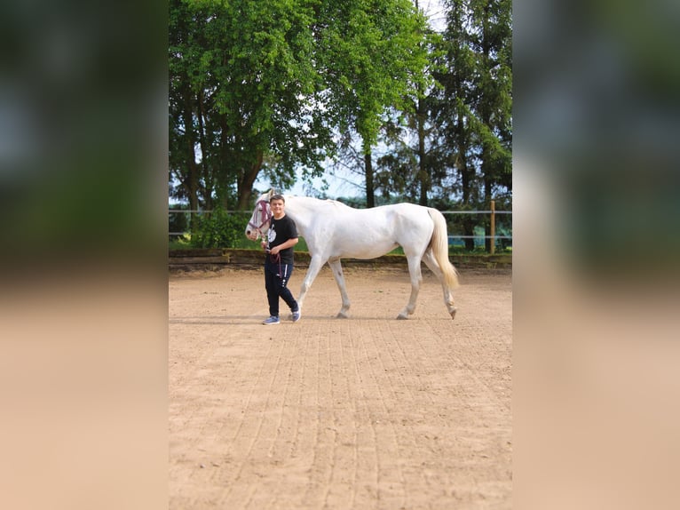 Other Warmbloods Mare 14 years 15.3 hh Grey in Roßdorf