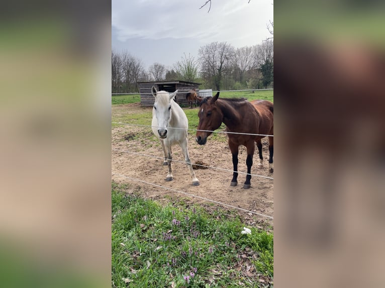 Other Warmbloods Mare 14 years 15,1 hh Gray-Dapple in Krems land