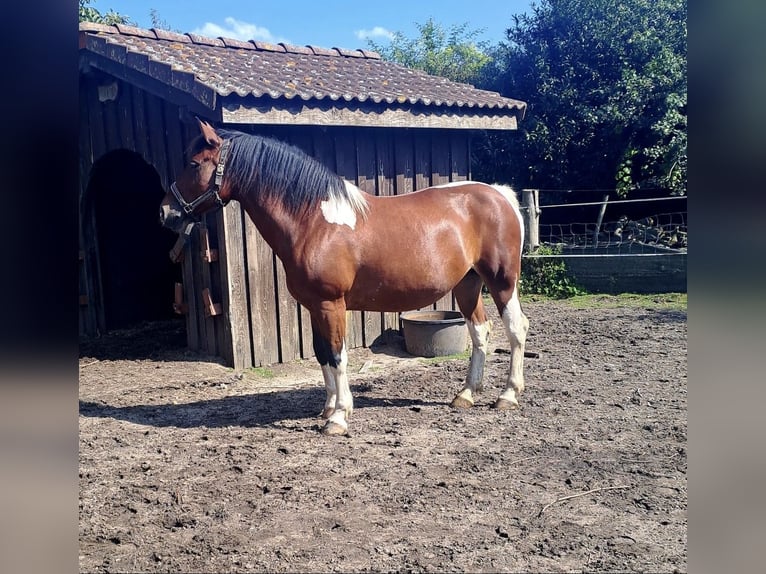 Other Warmbloods Mare 14 years 15,1 hh Pinto in Ahaus