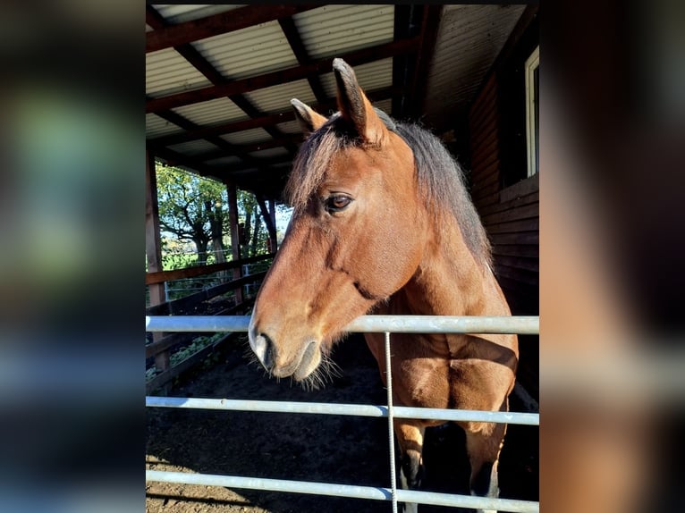Other Warmbloods Mare 14 years 15,1 hh Pinto in Ahaus
