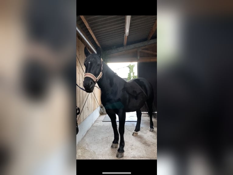 Other Warmbloods Mare 14 years 15,2 hh Black in Bad Salzungen