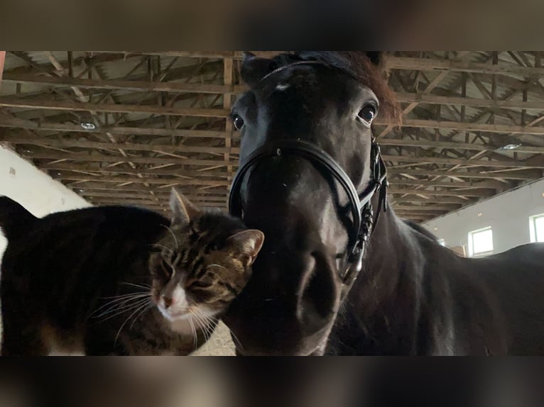 Other Warmbloods Mare 14 years 15,2 hh Black in Bad Salzungen