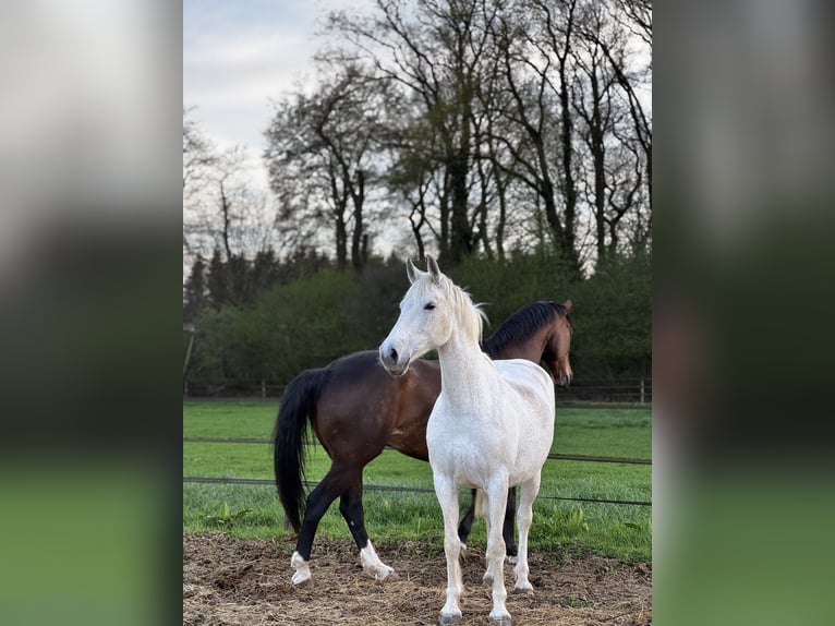Other Warmbloods Mare 14 years 15,2 hh Grey-Fleabitten in Visbek