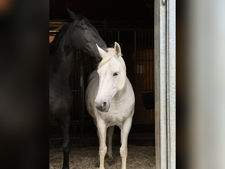 Other Warmbloods Mare 14 years 15,2 hh Grey-Fleabitten in Visbek