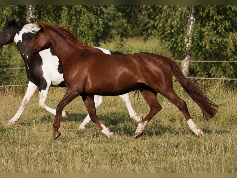 Other Warmbloods Mare 14 years 16.1 hh Chestnut in Popelín