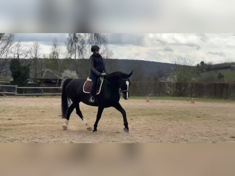 Other Warmbloods Mare 14 years 16 hh Black in Hausen
