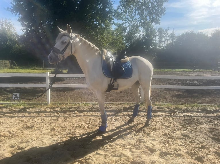Other Warmbloods Mix Mare 15 years 15.1 hh Grey in Heusden-Zolder