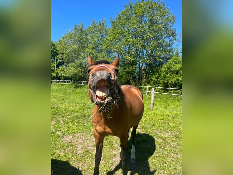 Other Warmbloods Mix Mare 15 years 15 hh Brown in Rantzau