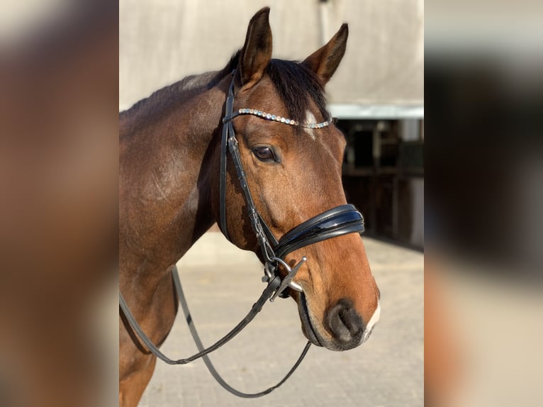 Other Warmbloods Mix Mare 15 years 15,2 hh Brown in Bad Bederkesa