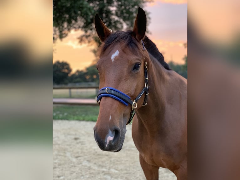 Other Warmbloods Mix Mare 15 years 15,2 hh Brown in Bad Bederkesa