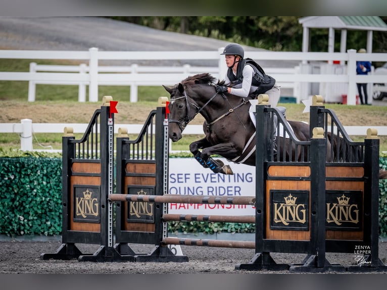 Other Warmbloods Mix Mare 15 years 16 hh Bay-Dark in Middletown, Virginia