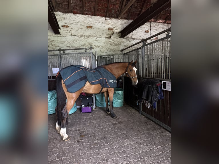 Other Warmbloods Mare 15 years 16,3 hh Brown in Beverungen