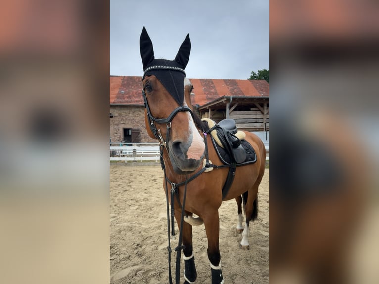 Other Warmbloods Mare 15 years 16,3 hh Brown in Beverungen