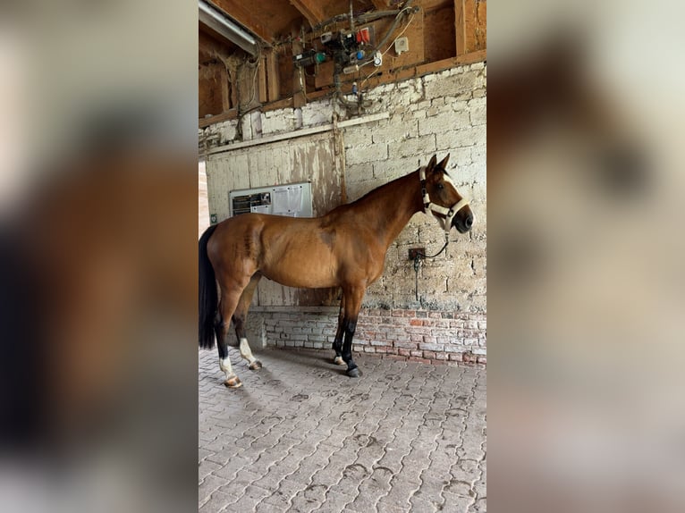 Other Warmbloods Mare 15 years 16,3 hh Brown in Beverungen