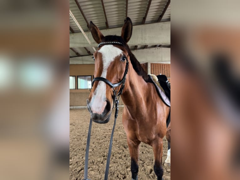Other Warmbloods Mare 15 years 16,3 hh Brown in Beverungen