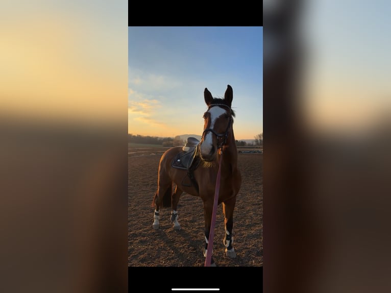 Other Warmbloods Mare 15 years 16,3 hh Brown in Beverungen
