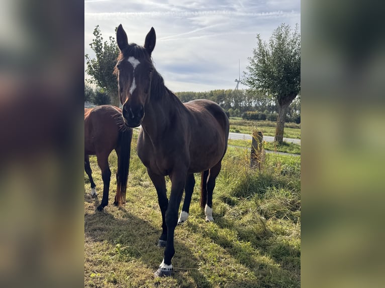 Other Warmbloods Mix Mare 15 years Bay-Dark in Heist-Aan-Zee