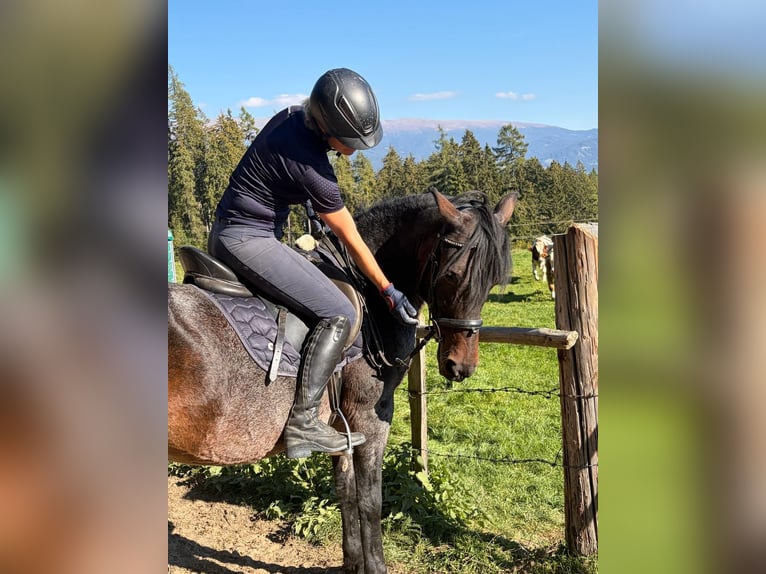 Other Warmbloods Mare 16 years 14.2 hh Brown Falb mold in Neumarkt in Stmk.