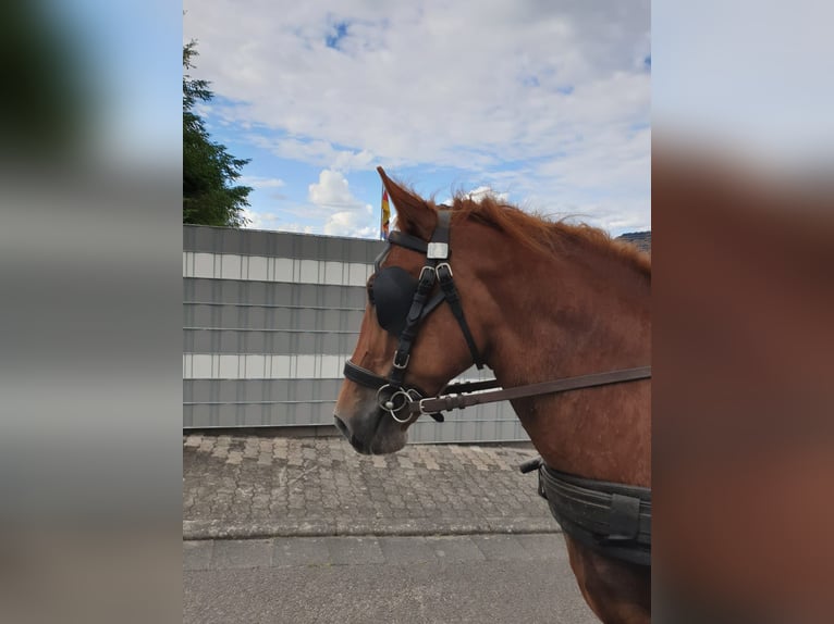 Other Warmbloods Mare 16 years 15,1 hh Chestnut-Red in Limbach