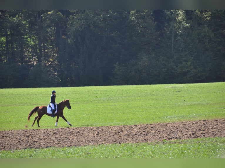 Other Warmbloods Mare 16 years 15,2 hh Chestnut-Red in Purgstall Other Warmbloods Mare 16 years 15,2 hh Chestnut-Red in Purgstall