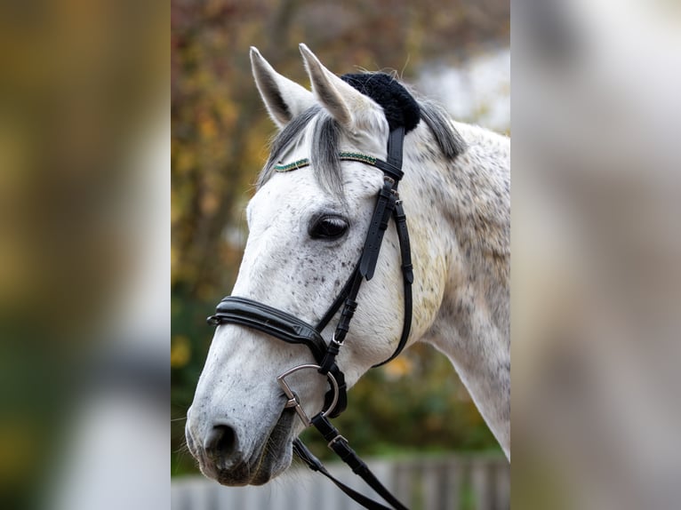 Other Warmbloods Mare 16 years 16 hh Grey in Ebern