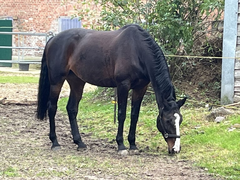 Other Warmbloods Mare 16 years 16,2 hh Brown in Plötz