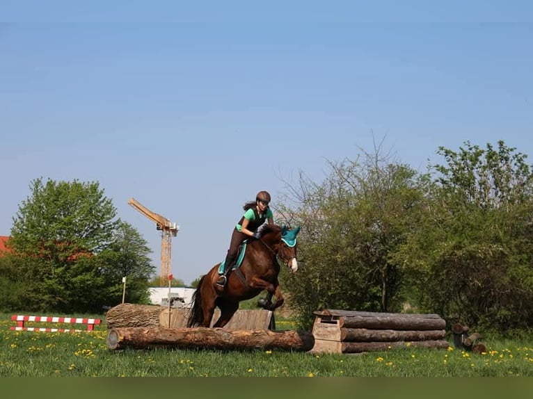 Other Warmbloods Mix Mare 16 years 17 hh Chestnut in Kirchdorf an der Amper