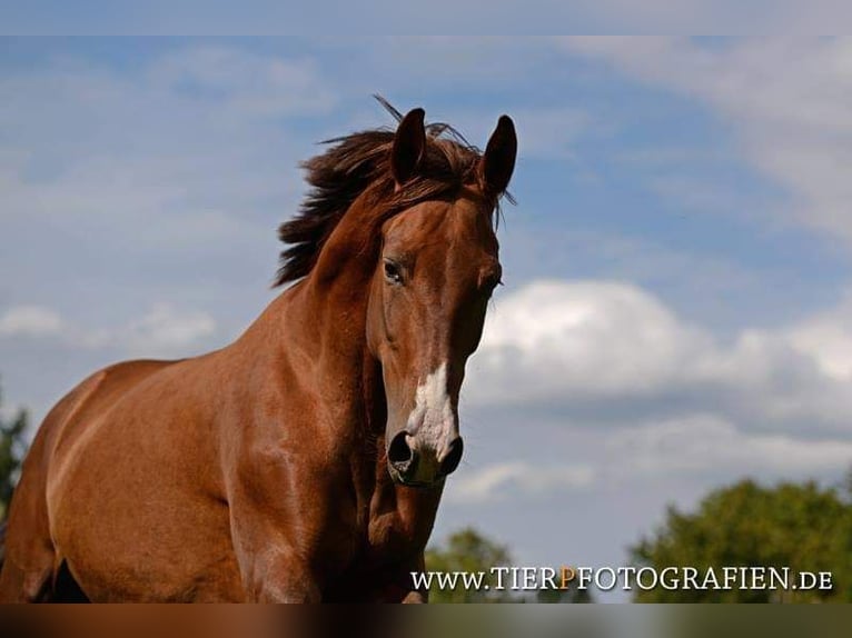 Other Warmbloods Mix Mare 16 years 17 hh Chestnut in Kirchdorf an der Amper