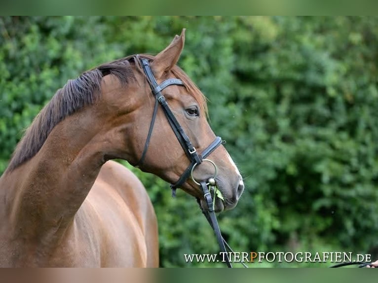 Other Warmbloods Mix Mare 16 years 17 hh Chestnut in Kirchdorf an der Amper