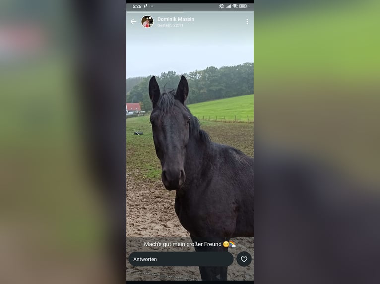 Other Warmbloods Mare 16 years 17 hh Smoky-Black in Gummersbach