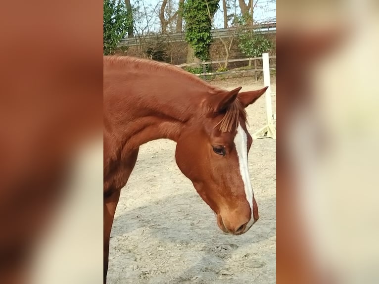 Other Warmbloods Mare 17 years 16 hh Brown in Dörpen