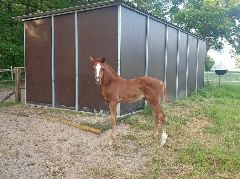 Other Warmbloods Mare 17 years 16 hh Brown in Dörpen
