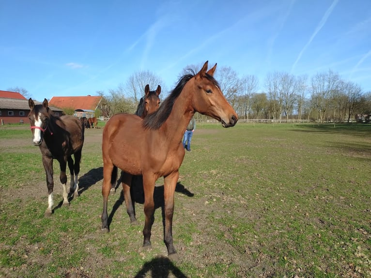 Other Warmbloods Mare 17 years 16 hh Brown in Dörpen