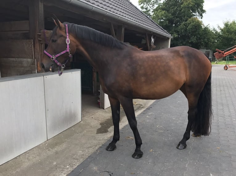 Other Warmbloods Mare 18 years 16.2 hh Brown in Uedem
