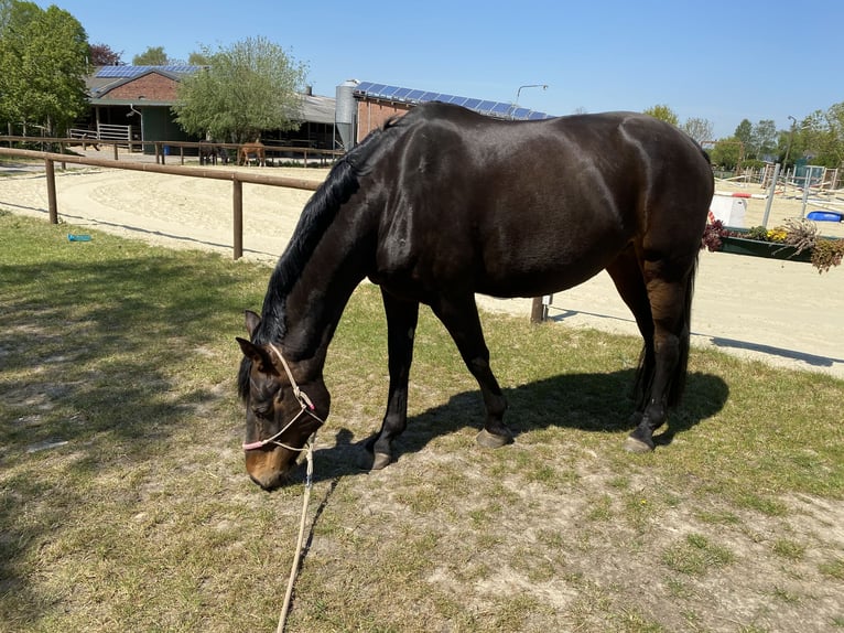 Other Warmbloods Mare 18 years 16.2 hh Brown in Uedem