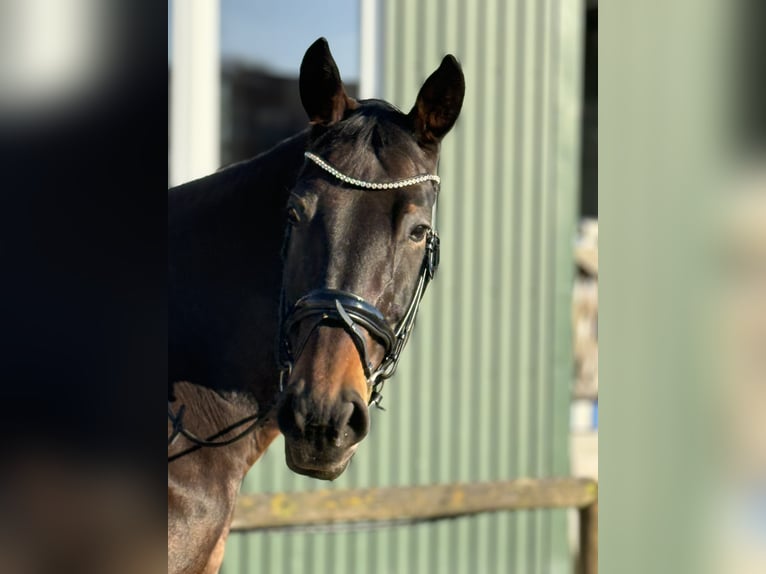 Other Warmbloods Mare 18 years 16.2 hh Brown in Uedem
