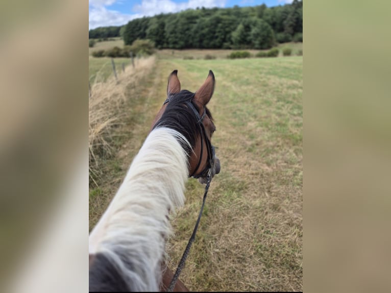 Other Warmbloods Mare 18 years 16 hh Pinto in Blankenheim