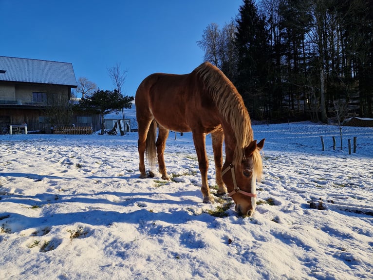Other Warmbloods Mare 19 years 15 hh Brown in Schlossrued