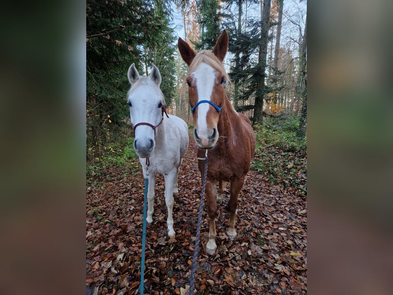 Other Warmbloods Mare 19 years 15 hh Brown in Schlossrued
