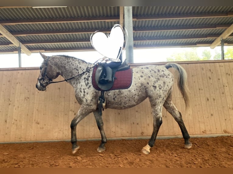 Other Warmbloods Mare 19 years 15,1 hh Leopard-Piebald in Beckingen