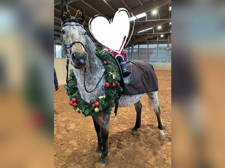 Other Warmbloods Mare 19 years 15,1 hh Leopard-Piebald in Beckingen