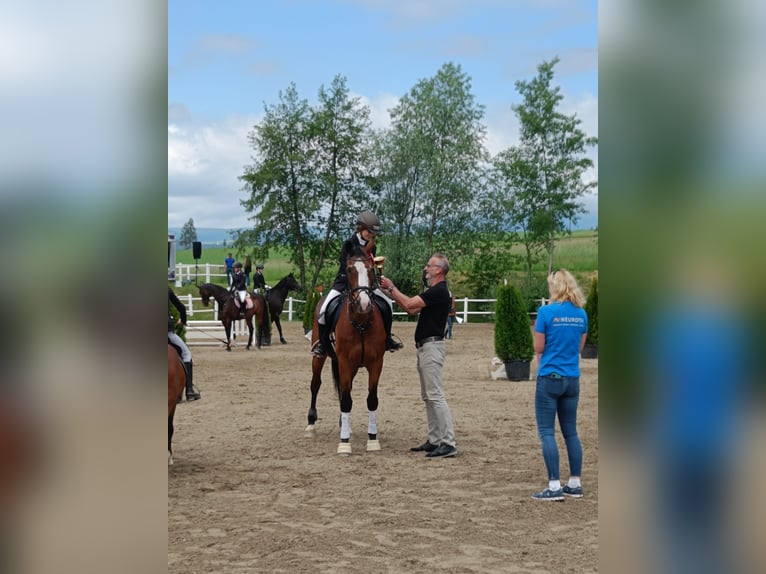 Other Warmbloods Mare 19 years 15,2 hh Brown in Strassburg