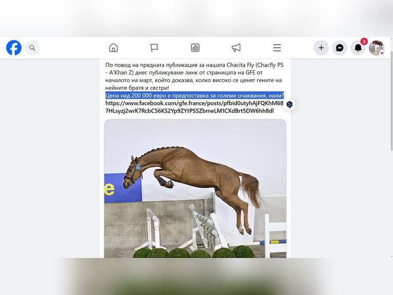 Other Warmbloods Mix Mare 1 year 12,1 hh Bay in Ruse